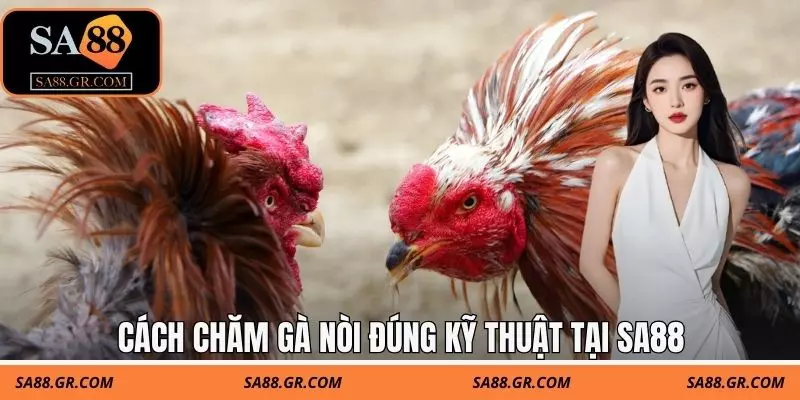 Cách chăm gà nòi đúng kỹ thuật