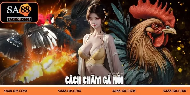 Hướng Dẫn Cách Chăm Gà Nòi Sa88 Giúp Gà Sung Mãn, Lì Đòn