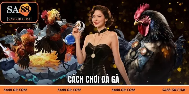Cách Chơi Đá Gà Chuẩn Cao Thủ - Áp Dụng Thực Tế Dễ Dàng