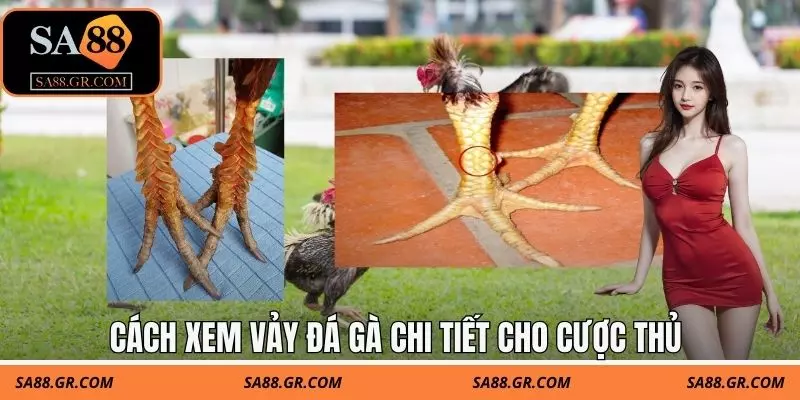 Cách xem vảy đá gà chi tiết cho cược thủ