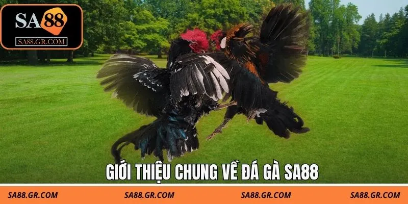 Giới thiệu chung về đá gà SA88 