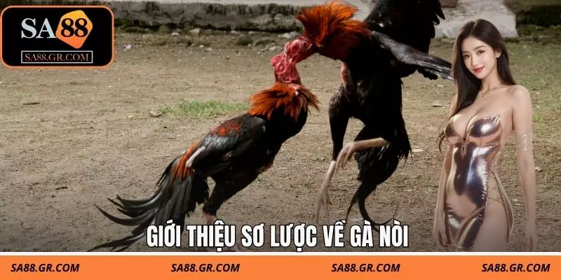 Giới thiệu sơ lược về gà nòi