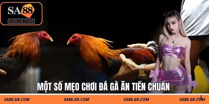 Một số mẹo chơi đá gà ăn tiền chuẩn