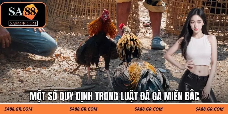 Một số quy định trong luật đá gà miền bắc