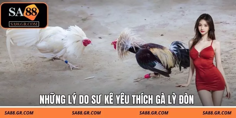 Những lý do sư kê yêu thích gà lỳ đòn Những lý do sư kê yêu thích gà lỳ đòn