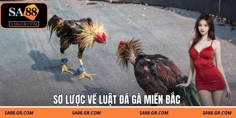 Sơ lược về luật đá gà miền bắc