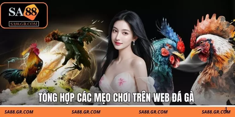 Tổng hợp các mẹo chơi trên Web đá gà Tổng hợp các mẹo chơi trên Web đá gà