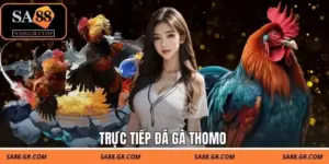 Trực Tiếp Đá Gà Thomo Sa88 - Trải Nghiệm Giải Trí Mỗi Ngày