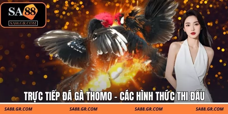 Trực tiếp đá gà thomo - Các hình thức thi đấu